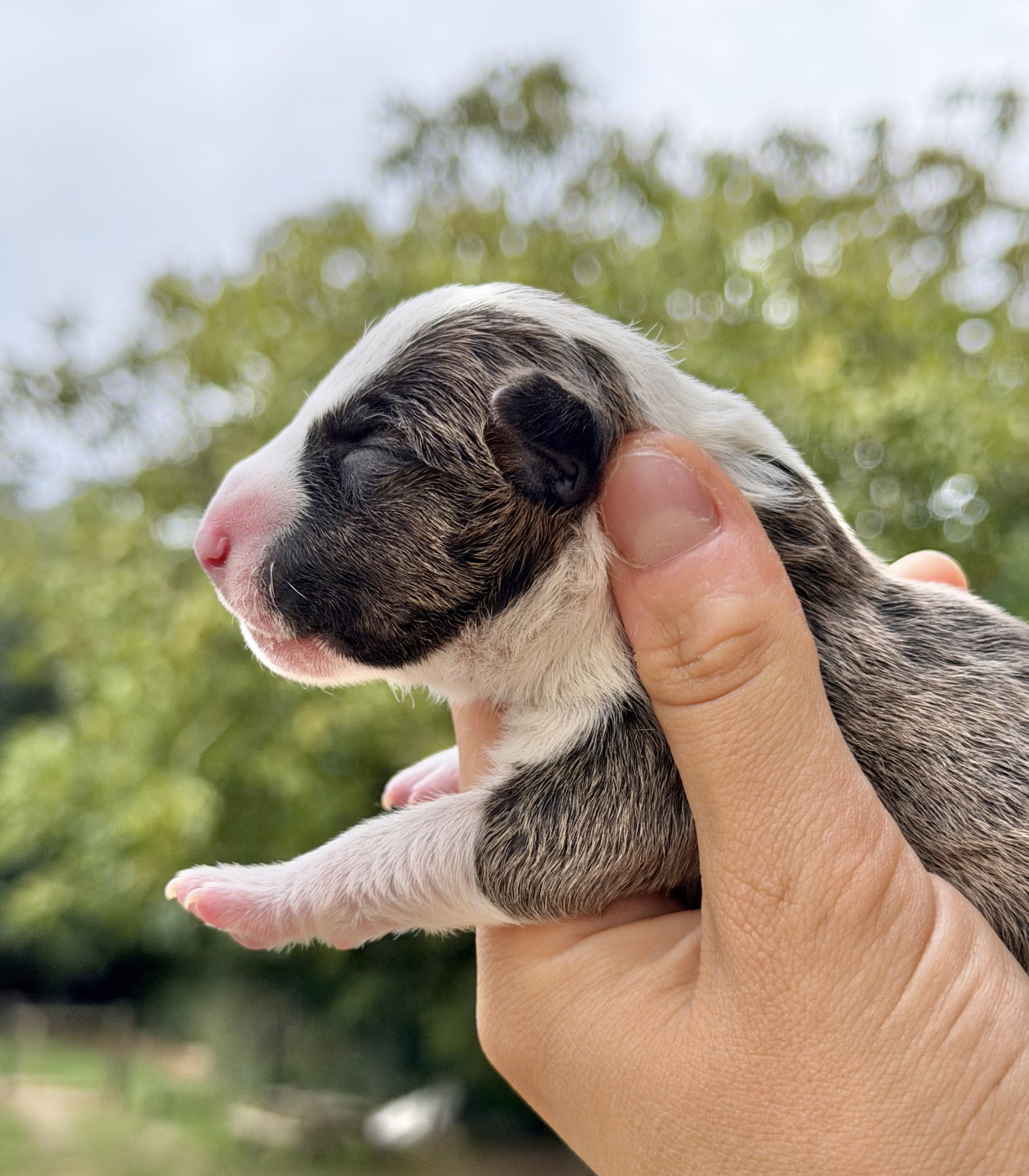 Du Domaine Des Démons Bretons - Chiots disponibles - Bull Terrier Miniature
