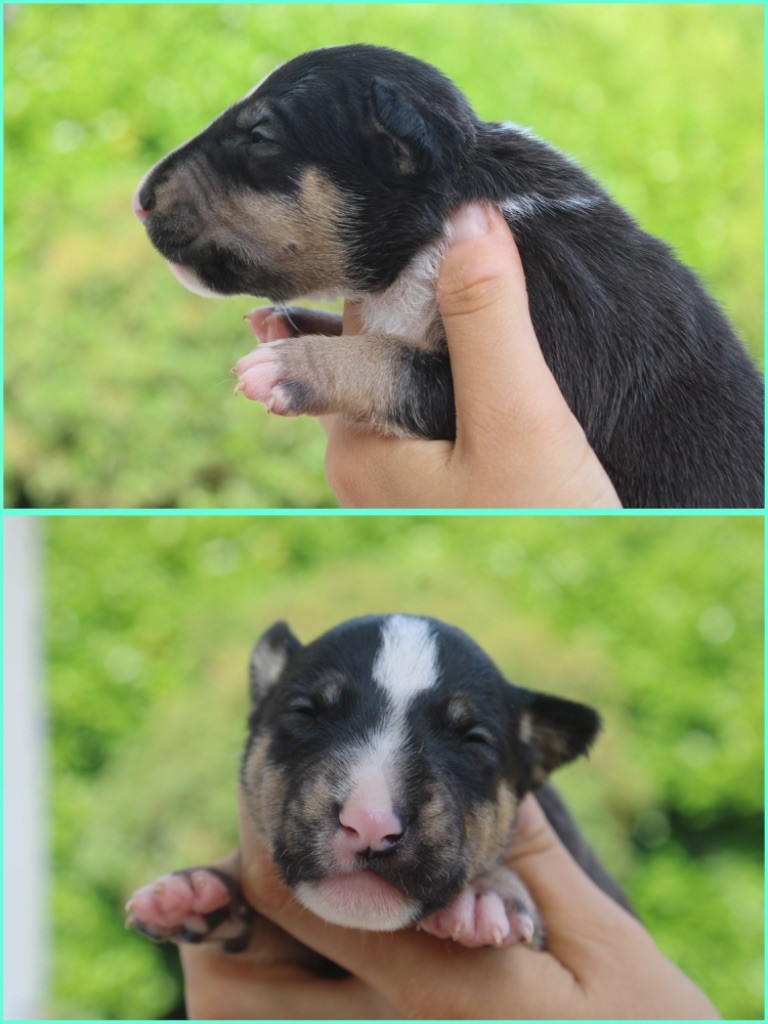 Du Domaine Des Démons Bretons - Chiots disponibles - Bull Terrier Miniature