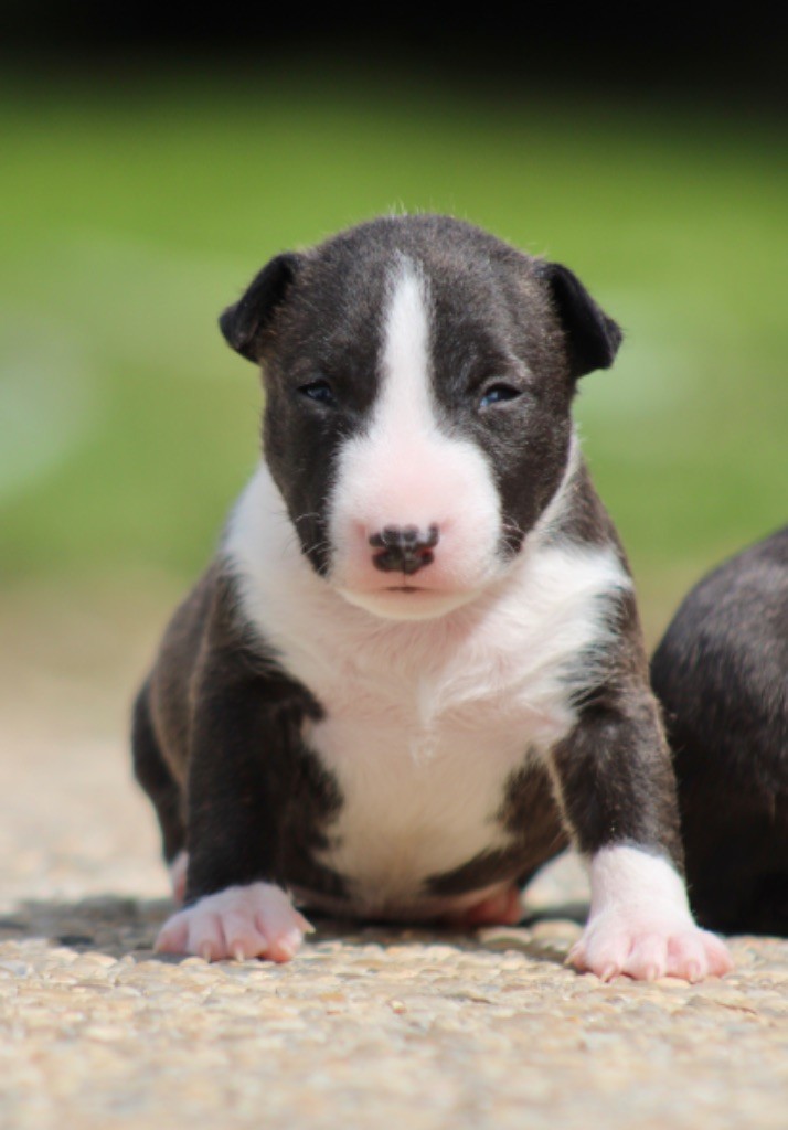 Du Domaine Des Démons Bretons - Chiots disponibles - Bull Terrier Miniature