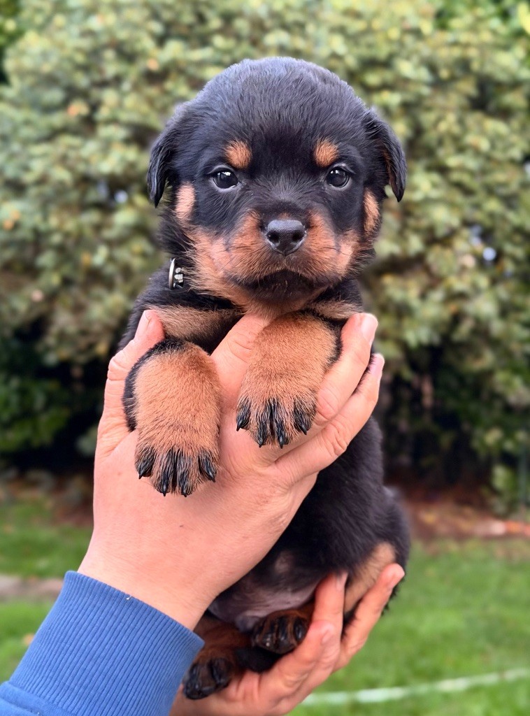 Du Domaine Des Démons Bretons - Chiots disponibles - Rottweiler