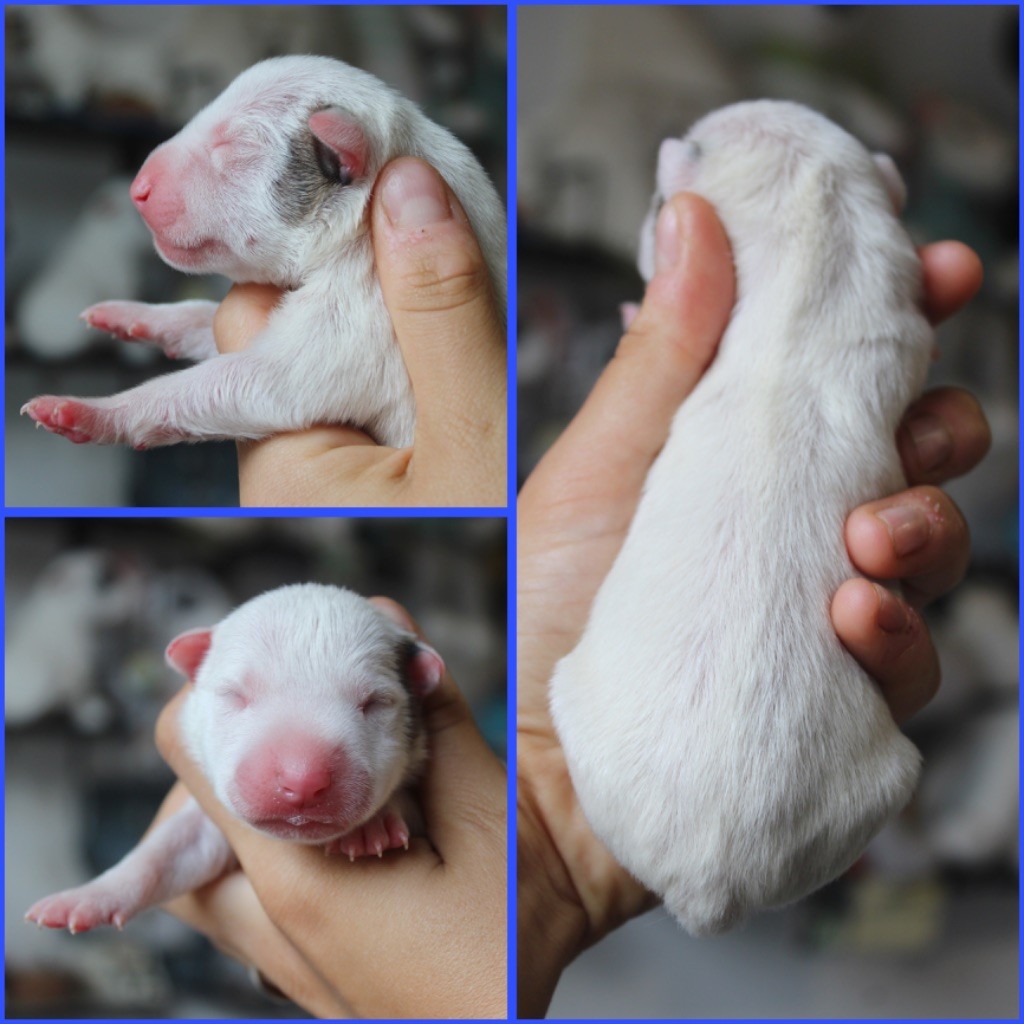 Du Domaine Des Démons Bretons - Chiots disponibles - Bull Terrier Miniature