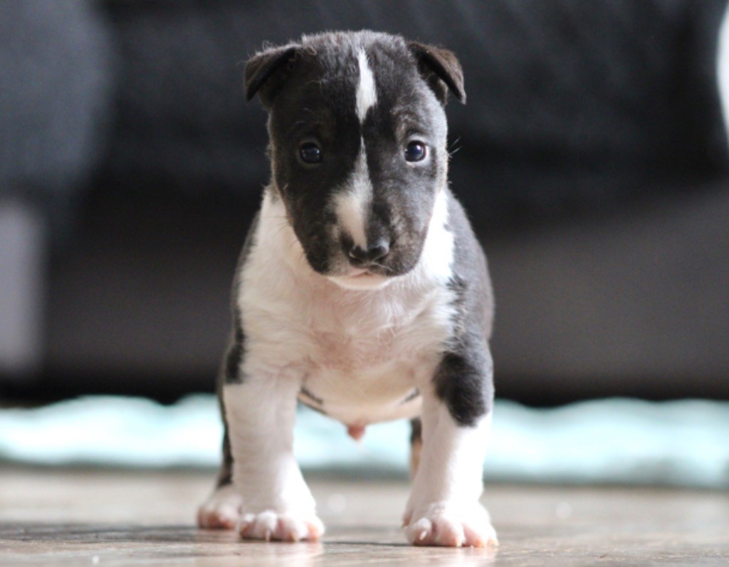Du Domaine Des Démons Bretons - Chiots disponibles - Bull Terrier Miniature