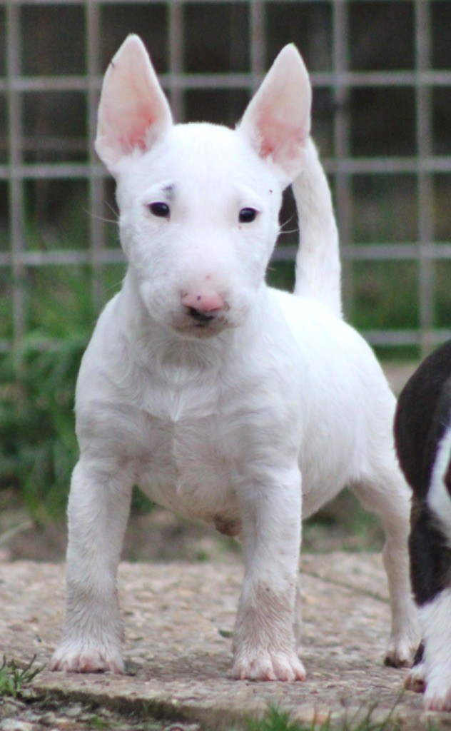 Du Domaine Des Démons Bretons - Bull Terrier Miniature - Portée née le 15/01/2025