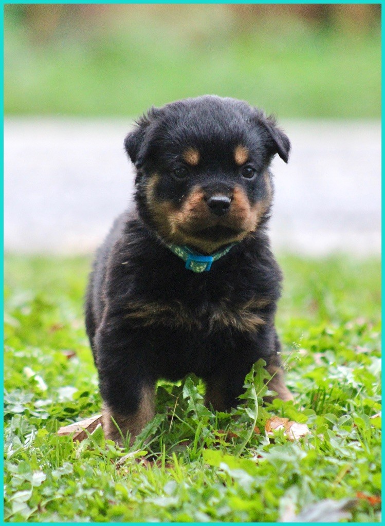 Du Domaine Des Démons Bretons - Chiots disponibles - Rottweiler