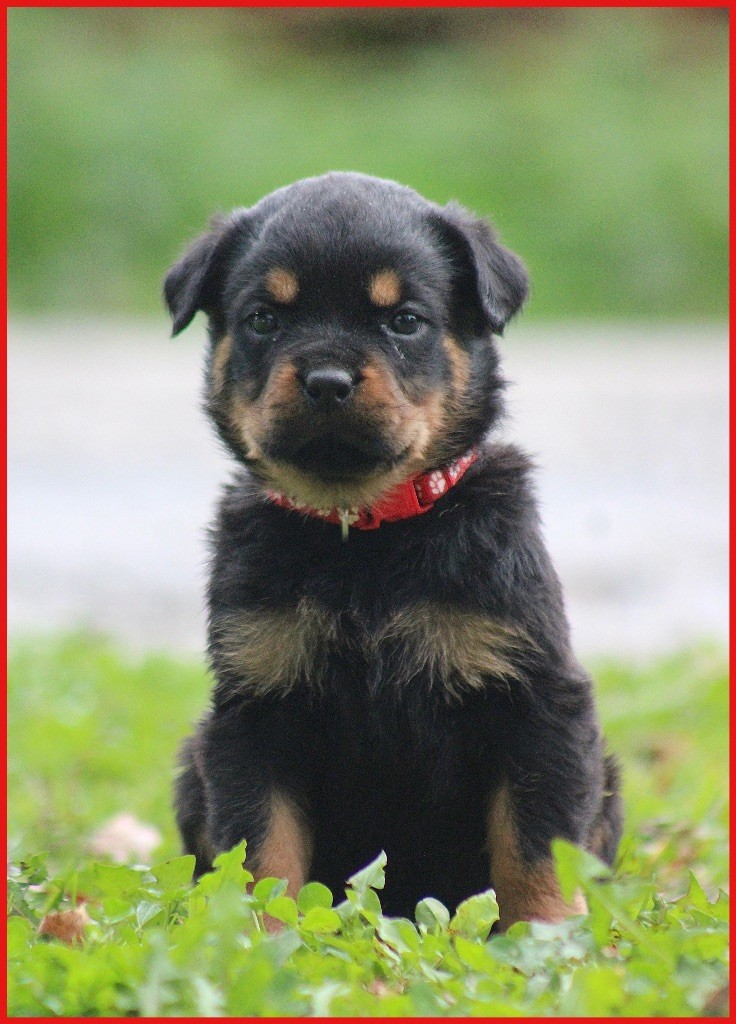 Du Domaine Des Démons Bretons - Chiots disponibles - Rottweiler