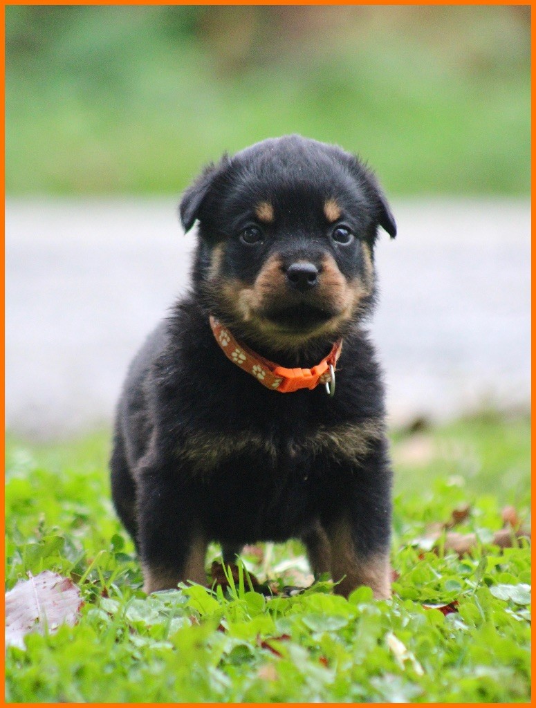 Du Domaine Des Démons Bretons - Chiots disponibles - Rottweiler