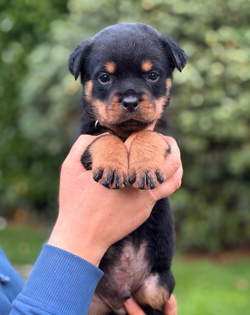 Du Domaine Des Démons Bretons - Chiots disponibles - Rottweiler