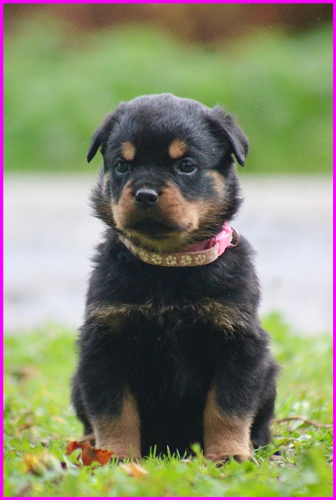 Du Domaine Des Démons Bretons - Chiots disponibles - Rottweiler