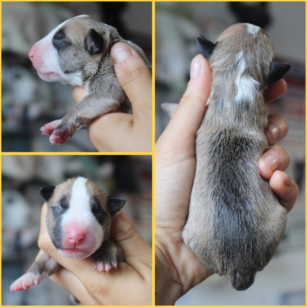 Du Domaine Des Démons Bretons - Chiots disponibles - Bull Terrier Miniature