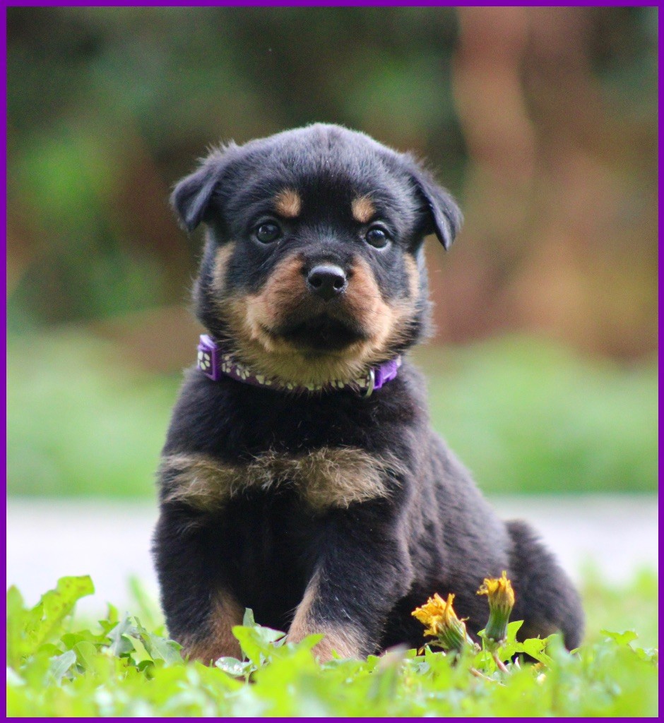 Du Domaine Des Démons Bretons - Chiots disponibles - Rottweiler