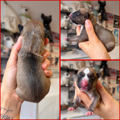 Femelle collier rouge