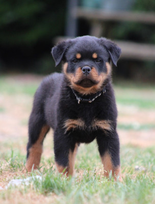 Baloo