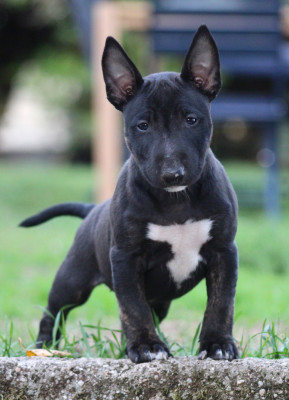Black beauty