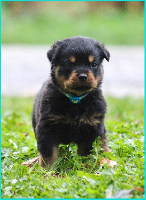 Mâle collier bleu clair