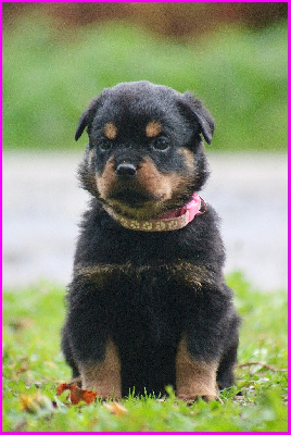 Femelle collier rose 