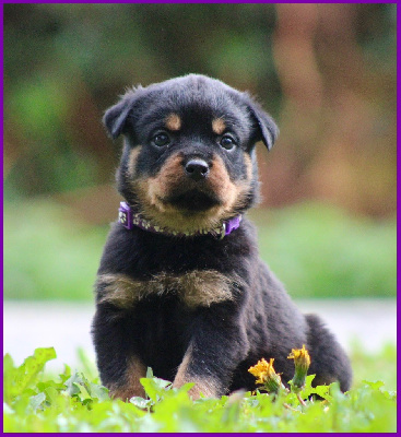 Femelle collier violet