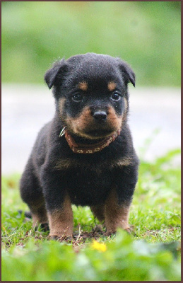 Mâle collier marron