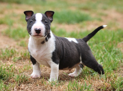 Artus