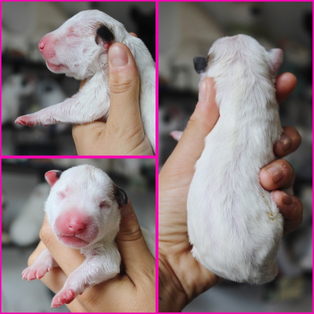 Du Domaine Des Démons Bretons - Chiots disponibles - Bull Terrier Miniature