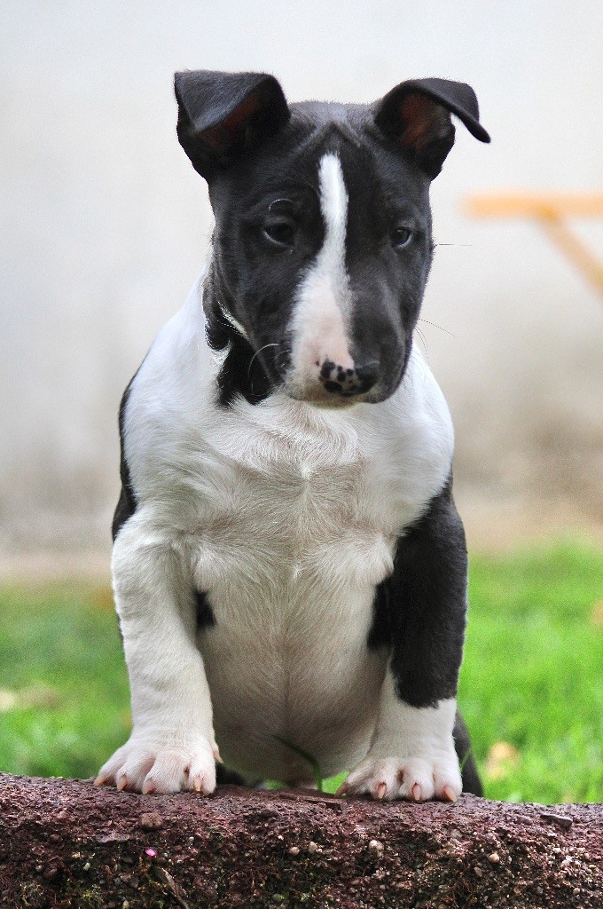 Du Domaine Des Démons Bretons - Bull Terrier Miniature - Portée née le 13/08/2025