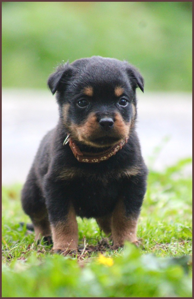 Du Domaine Des Démons Bretons - Chiots disponibles - Rottweiler
