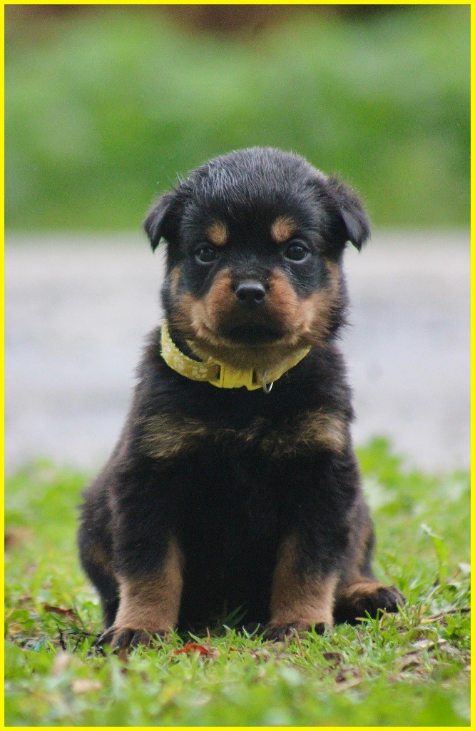 Du Domaine Des Démons Bretons - Chiots disponibles - Rottweiler
