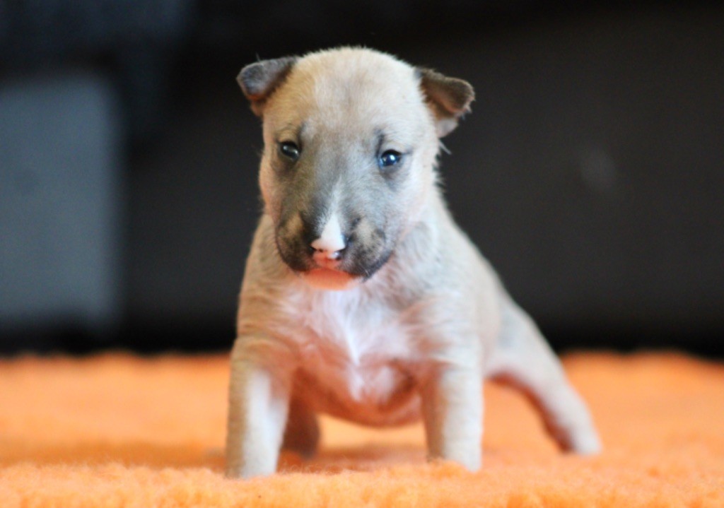 Du Domaine Des Démons Bretons - Chiots disponibles - Bull Terrier Miniature