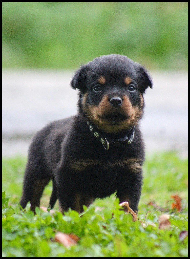 Du Domaine Des Démons Bretons - Chiots disponibles - Rottweiler