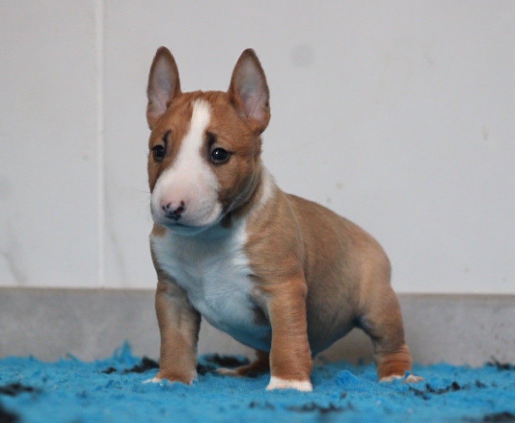 Du Domaine Des Démons Bretons - Bull Terrier Miniature - Portée née le 22/11/2024