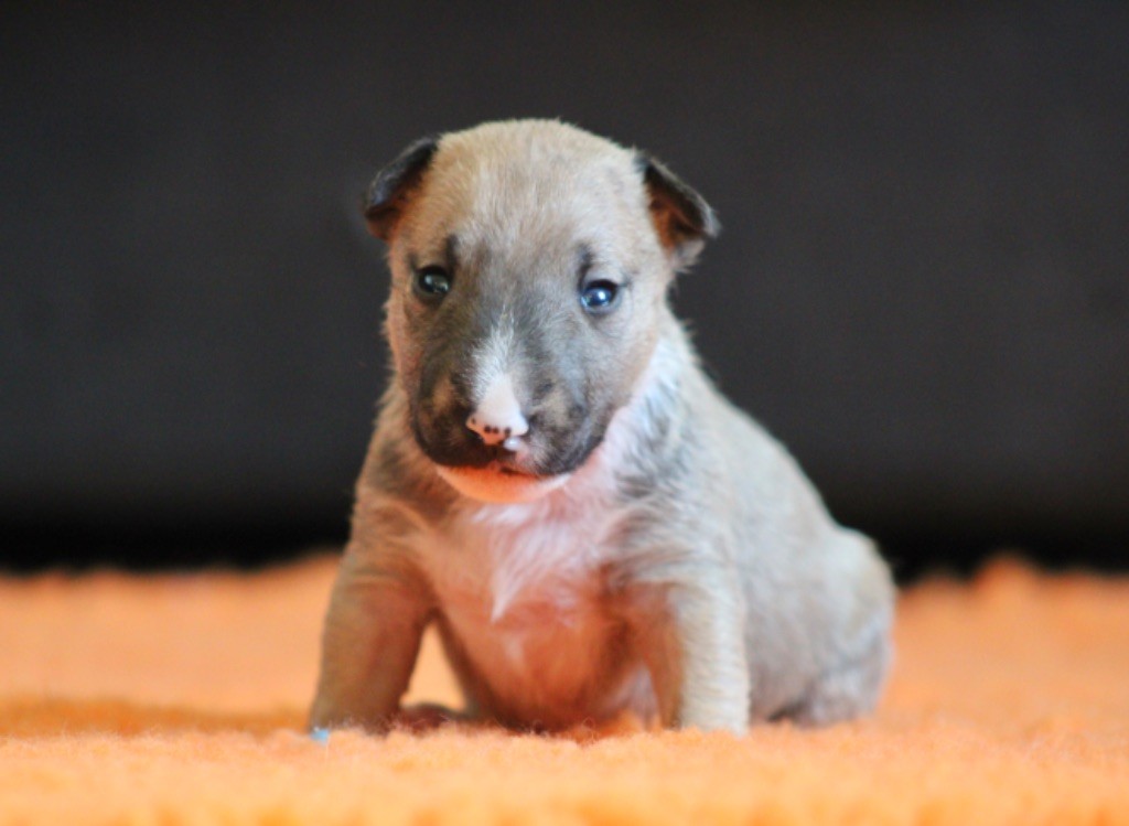 Du Domaine Des Démons Bretons - Chiots disponibles - Bull Terrier Miniature
