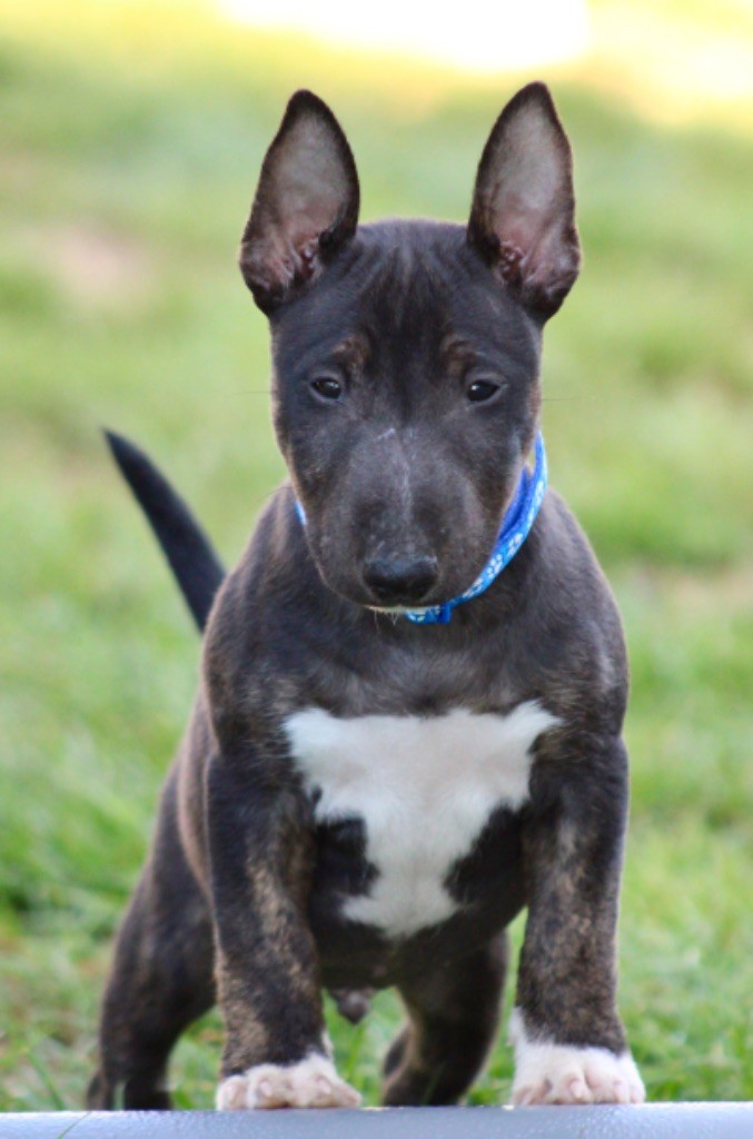 Du Domaine Des Démons Bretons - Bull Terrier Miniature - Portée née le 03/06/2025