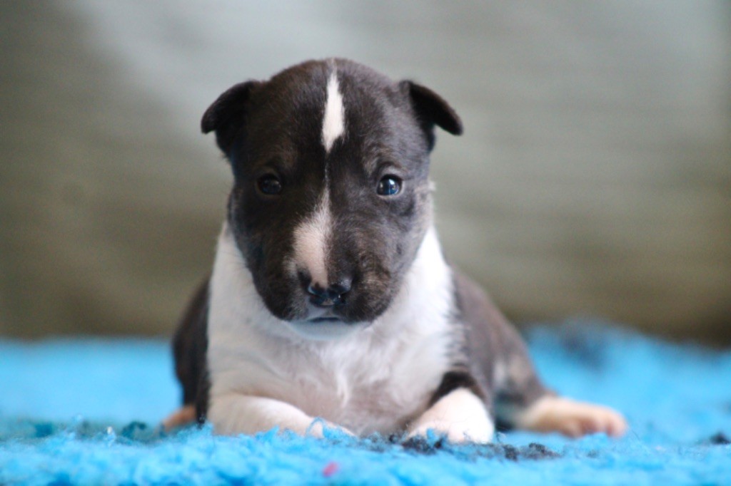 Du Domaine Des Démons Bretons - Chiots disponibles - Bull Terrier Miniature